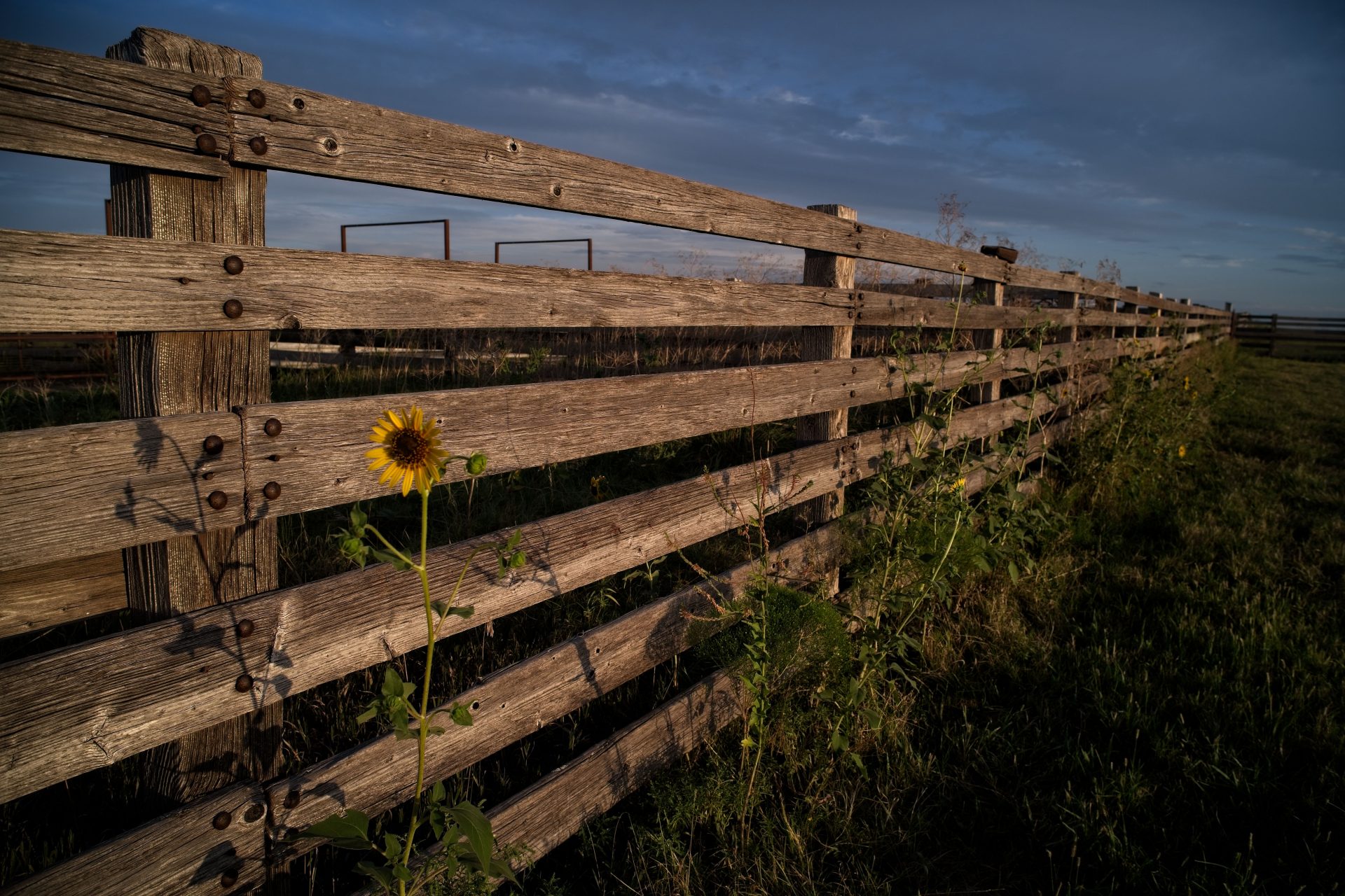 Sunflower, Good Evening; Bazaar Cattle Pens, Kansas