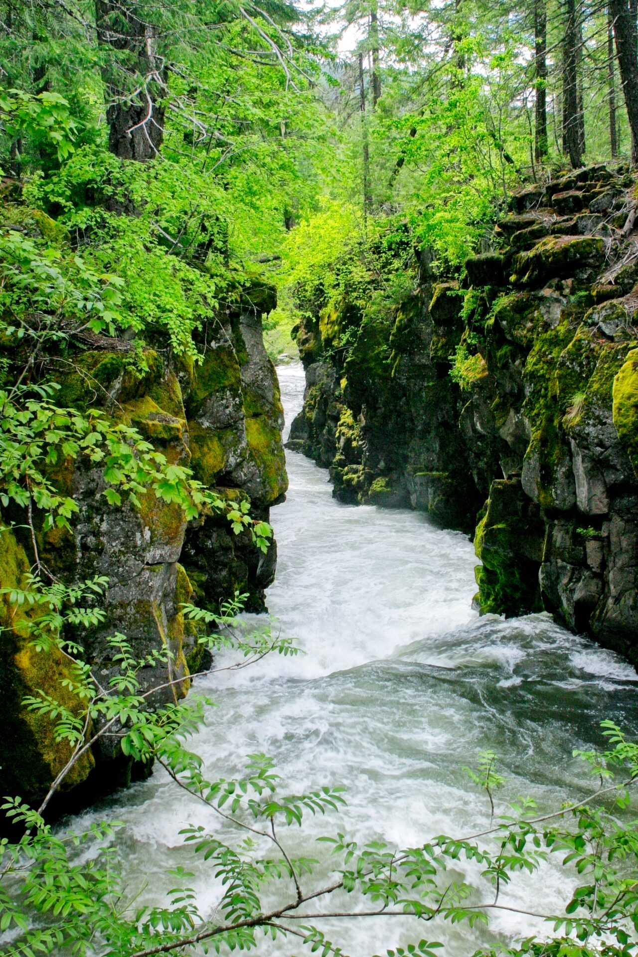 Awash In Greem