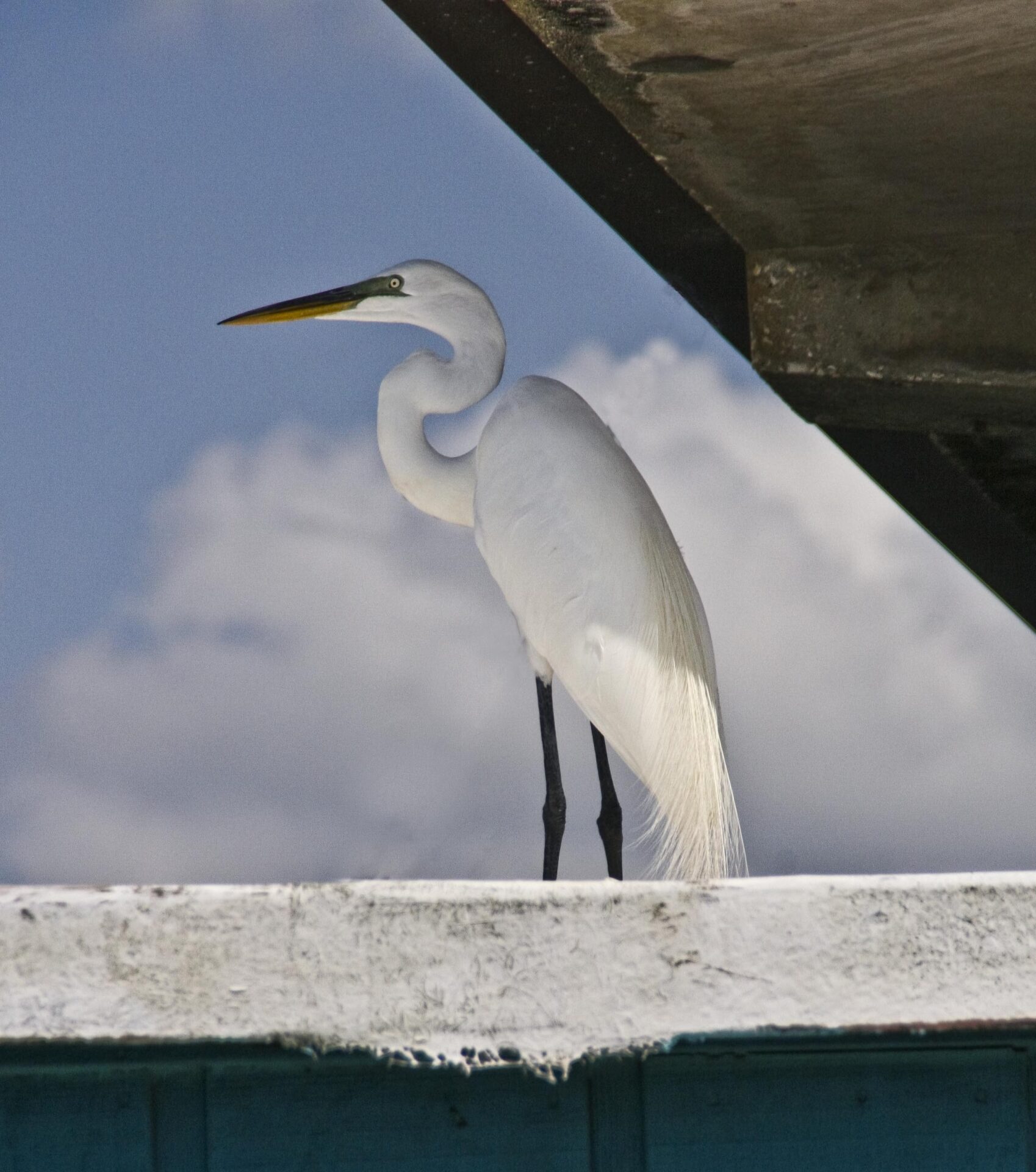 Snowy Egret.