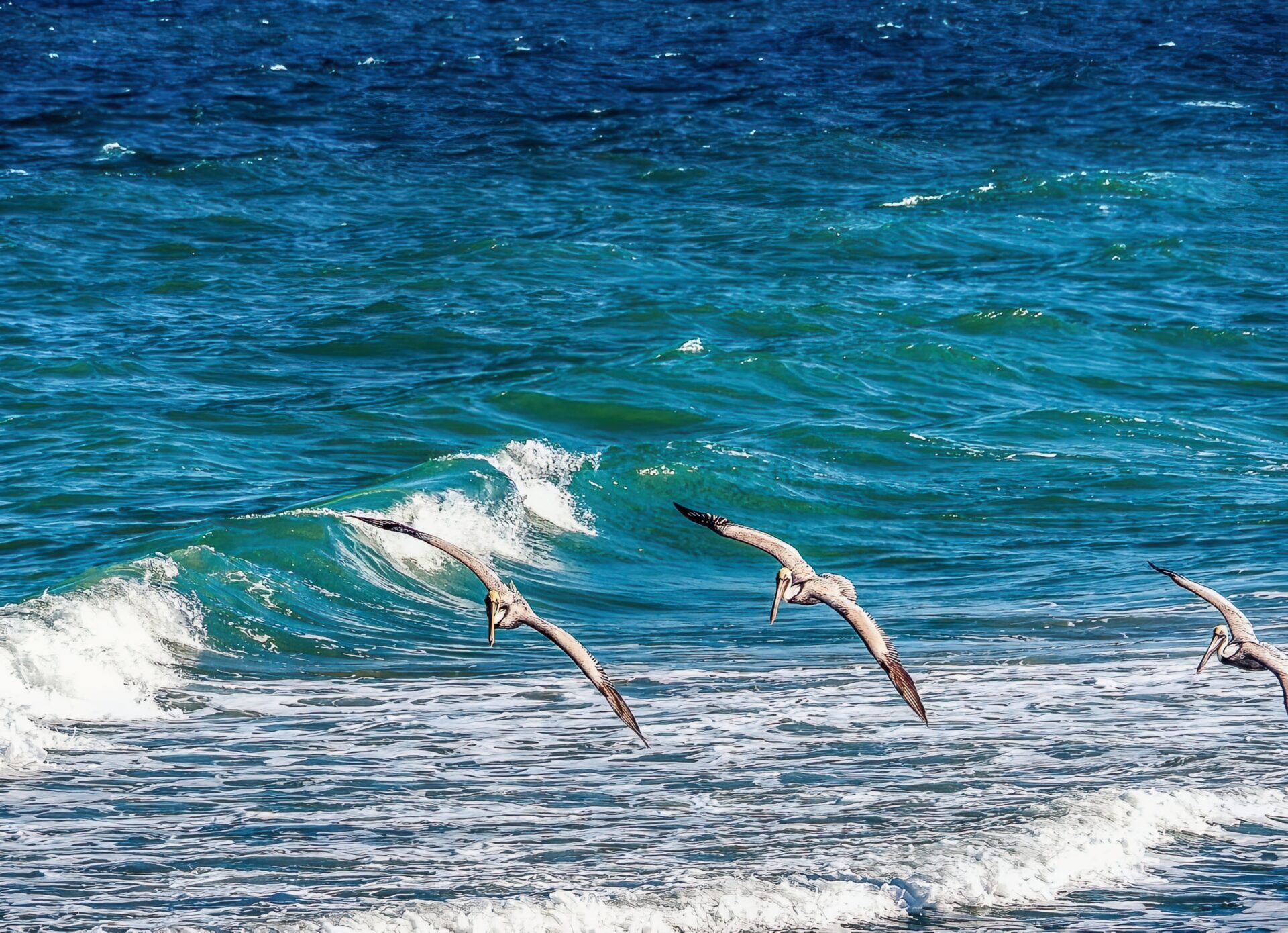Pelicans