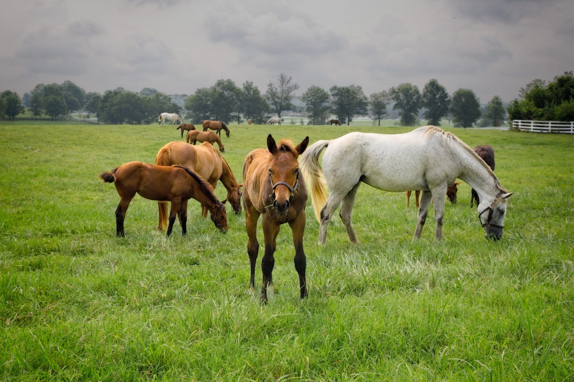 Calumet Farm in Lexington, KY