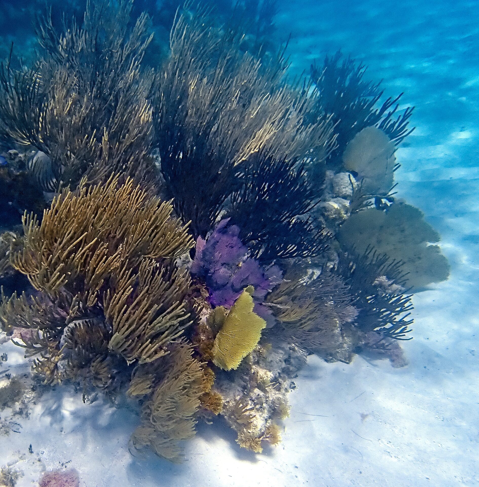 Underwater Color