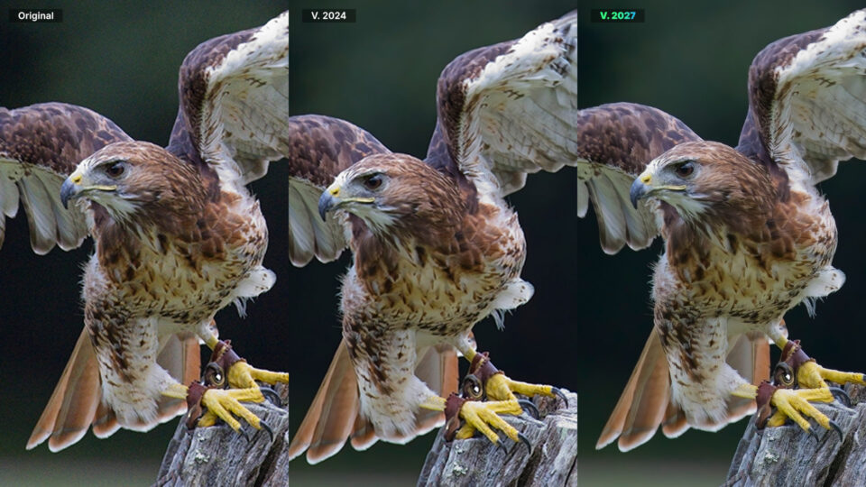 Red-tailed hawk noise reduction comparison: original, ON1 NoNoise AI 2024, and 2027