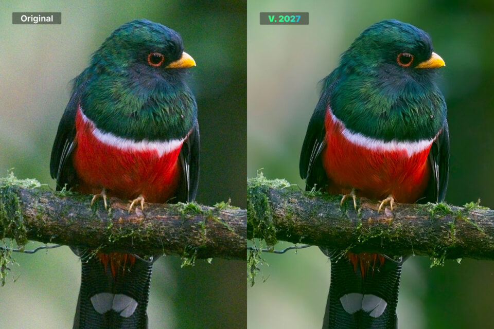 Trogon noise reduction before and after in ON1 NoNoise AI 2027 (63 chars)