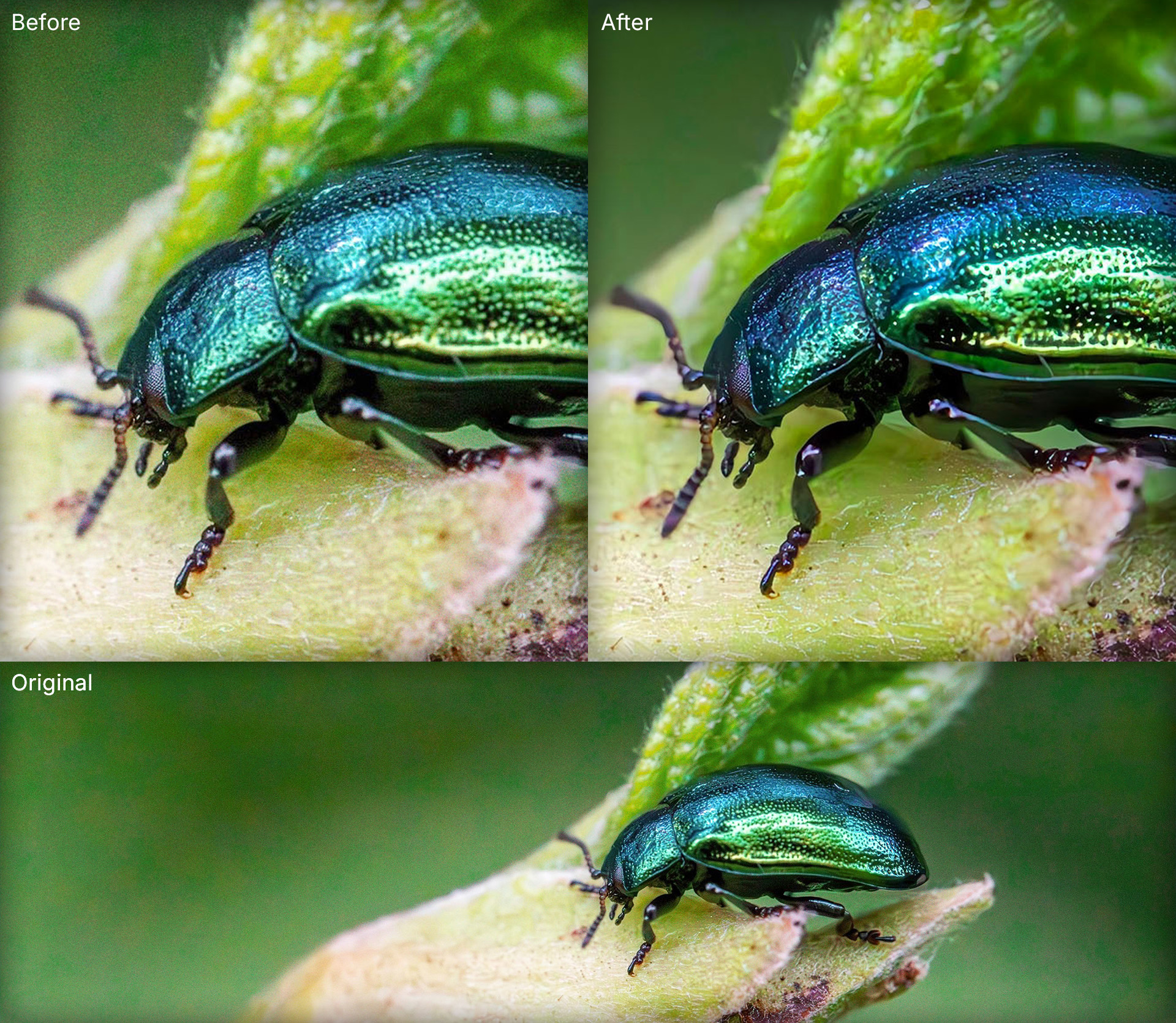Before-and-after macro photo of a green beetle showing noise reduction and detail sharpening from ON1 Photo RAW 2027's NoNoise AI