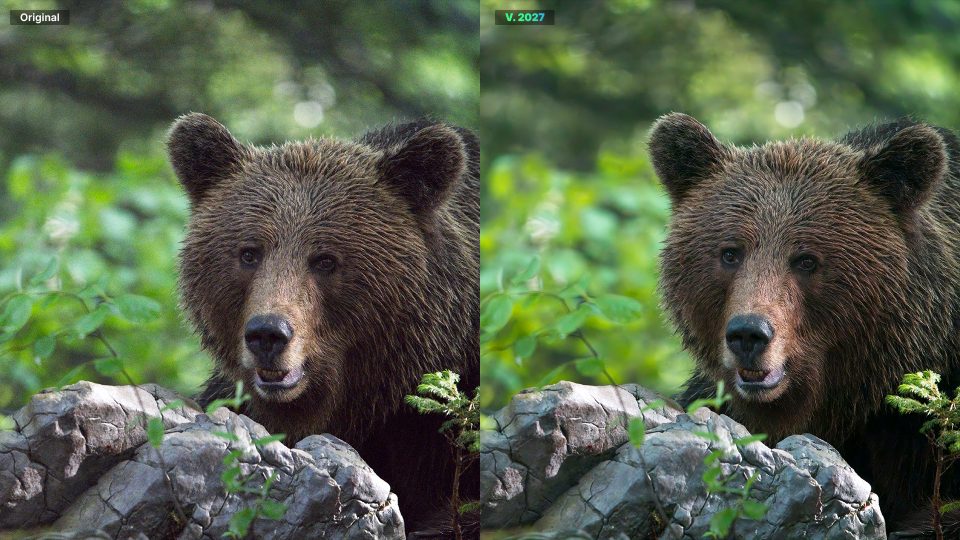 Before and after of a brown bear: noisy high ISO original and ON1 NoNoise AI 2027 result with fur detail intact