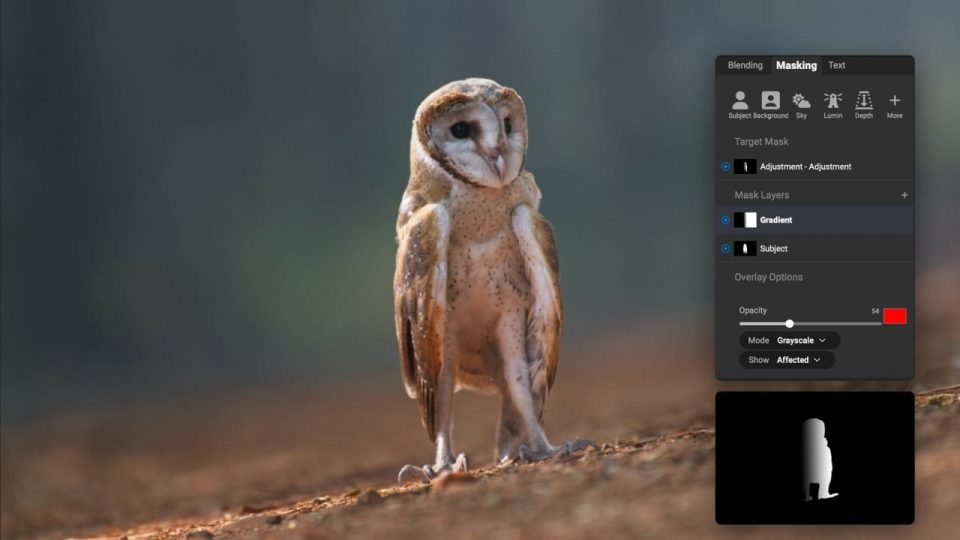 Barn owl photo with a subject mask built in the ON1 Photo RAW masking panel