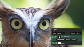 Sharpen Wildlife, Keep Backgrounds Soft in NoNoise AI 2027
