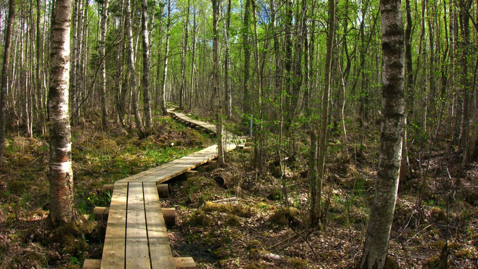 Same boardwalk after the Lush Nature LUT, with richer, more saturated greens