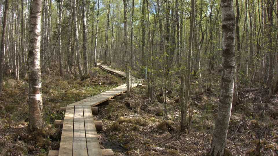 Wooden boardwalk through a spring birch forest, before the Lush Nature LUT