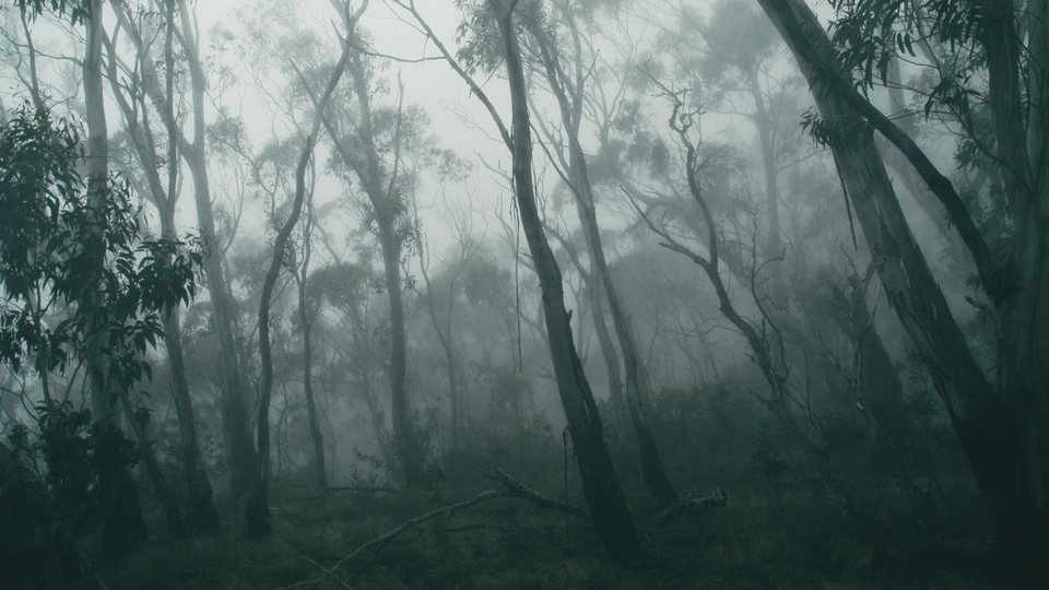Same foggy forest after the Moody Forest LUT, with deep teal-green tones and cool shadows