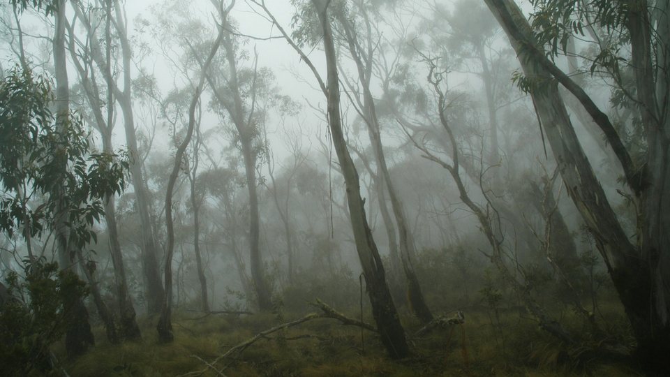 Foggy forest with tall, slender trees, before the Moody Forest LUT