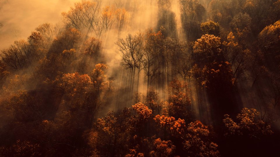 Same misty forest after the Heatwave LUT, with burnt orange and red tones
