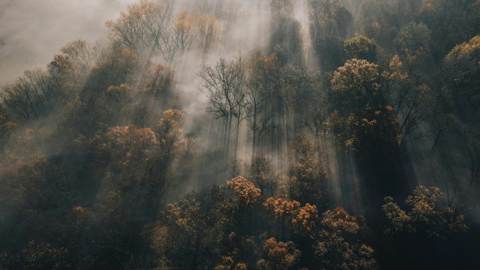 Sunbeams breaking through mist over a forest canopy, before the Heatwave LUT